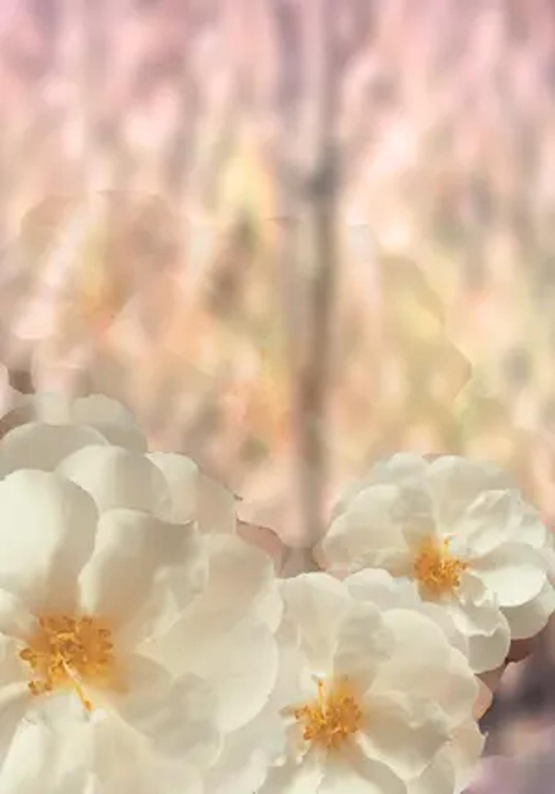 The Botanical Collectors Club thumbnail 11