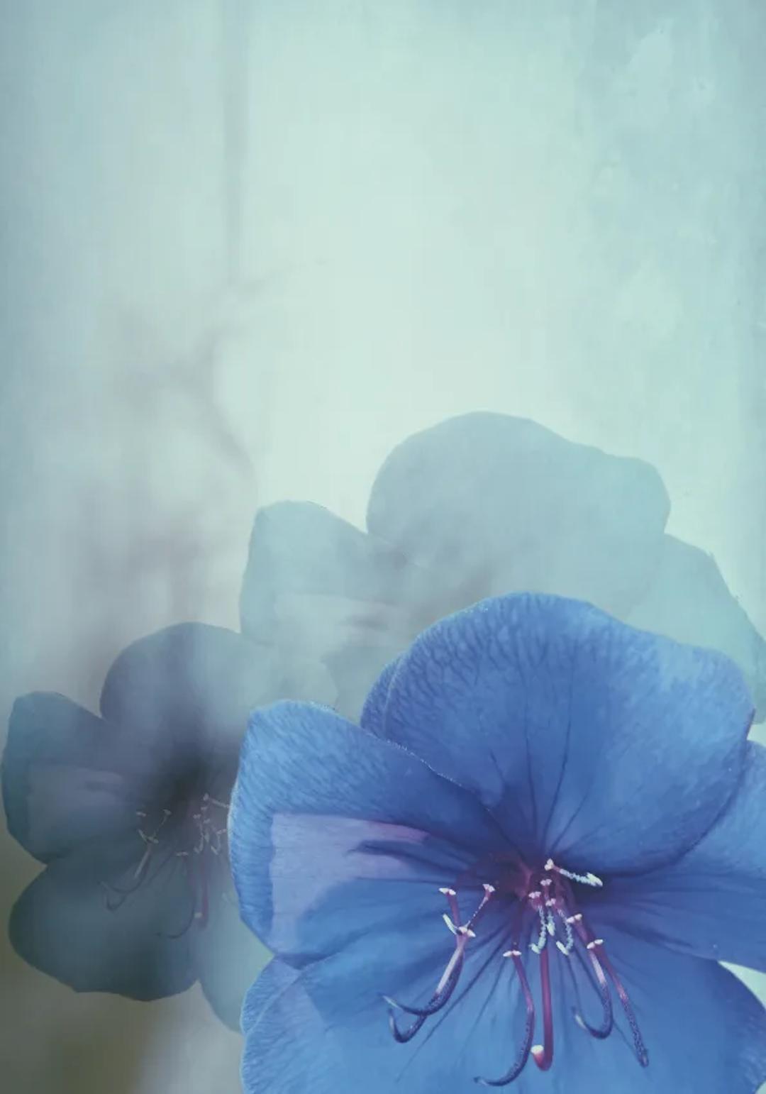 The Botanical Collectors Club — image 7