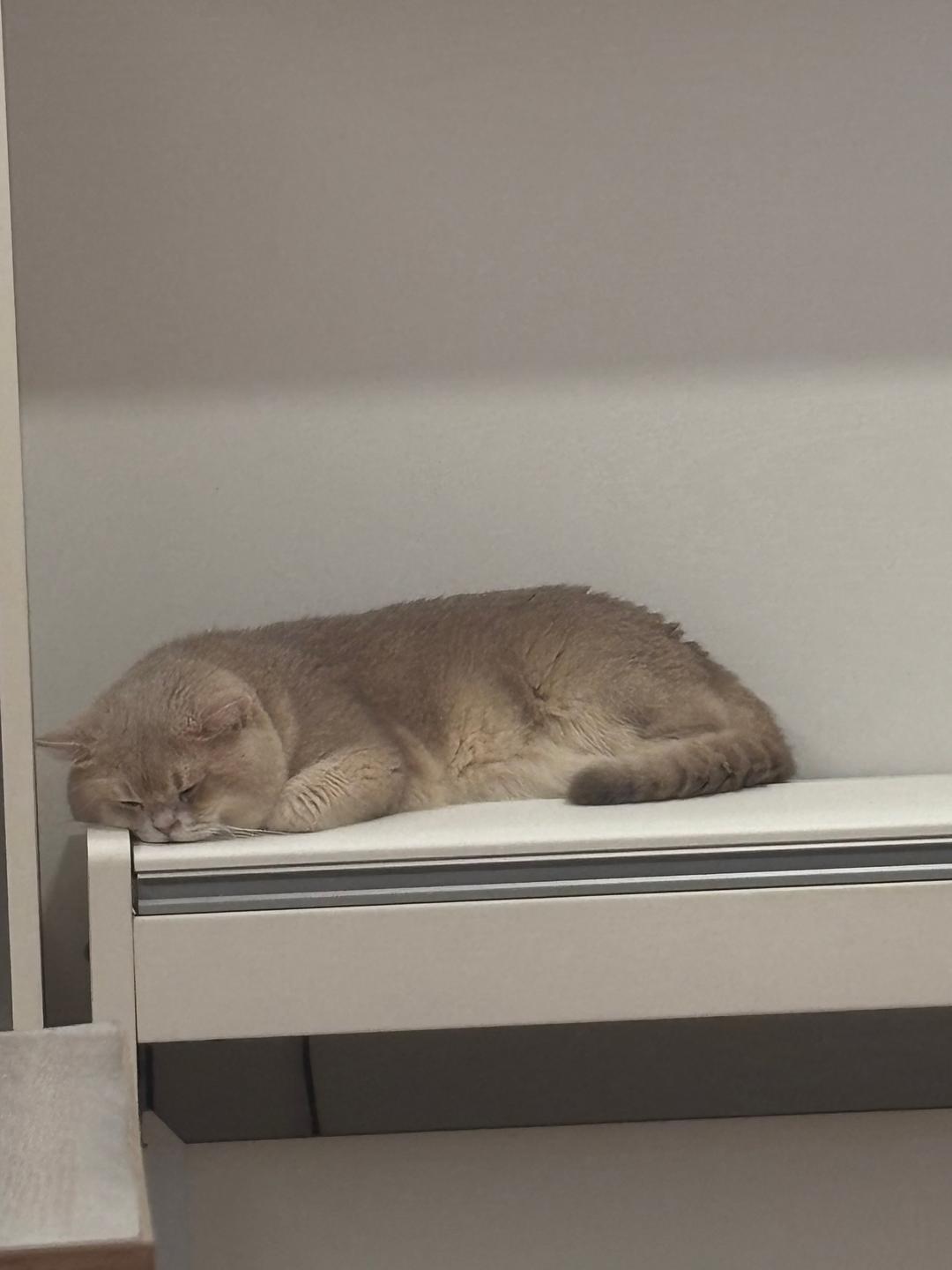 Napping cat’s poetry room 