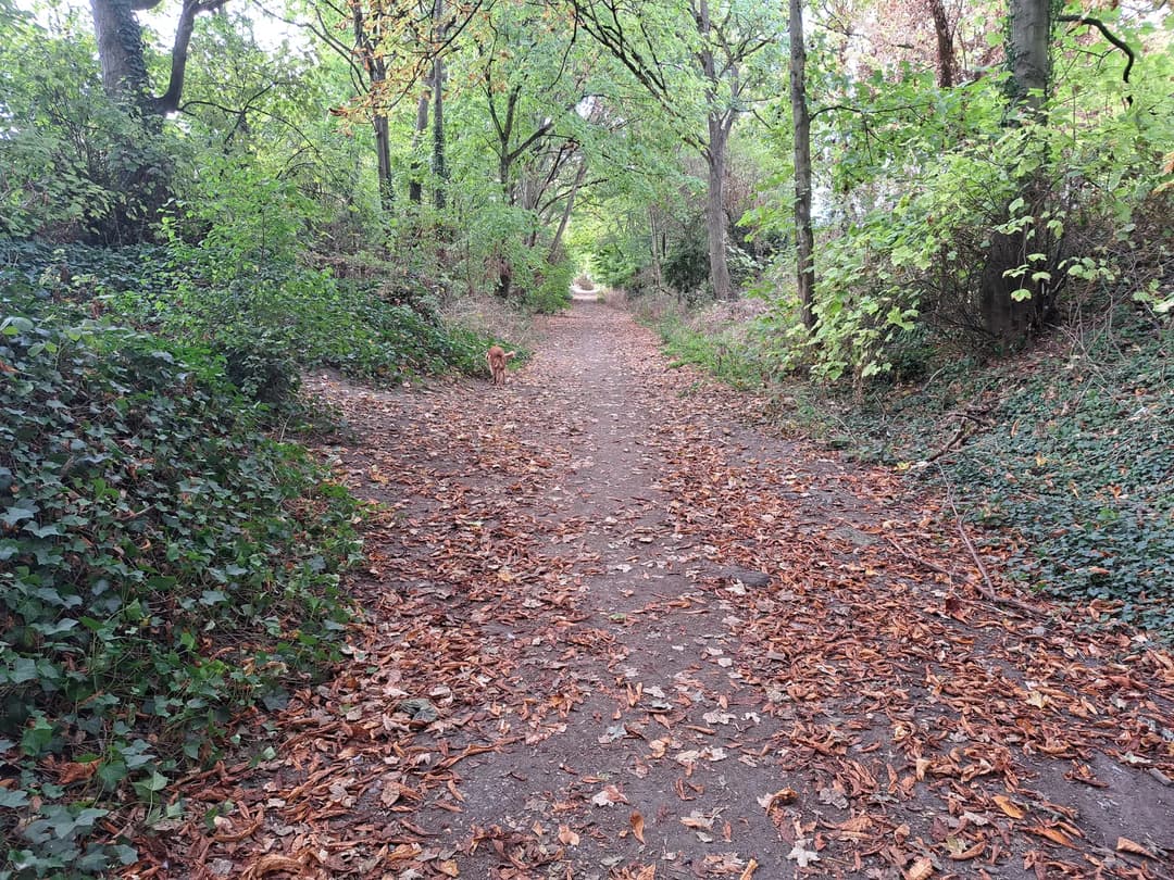 When I walk The Dog — image 5