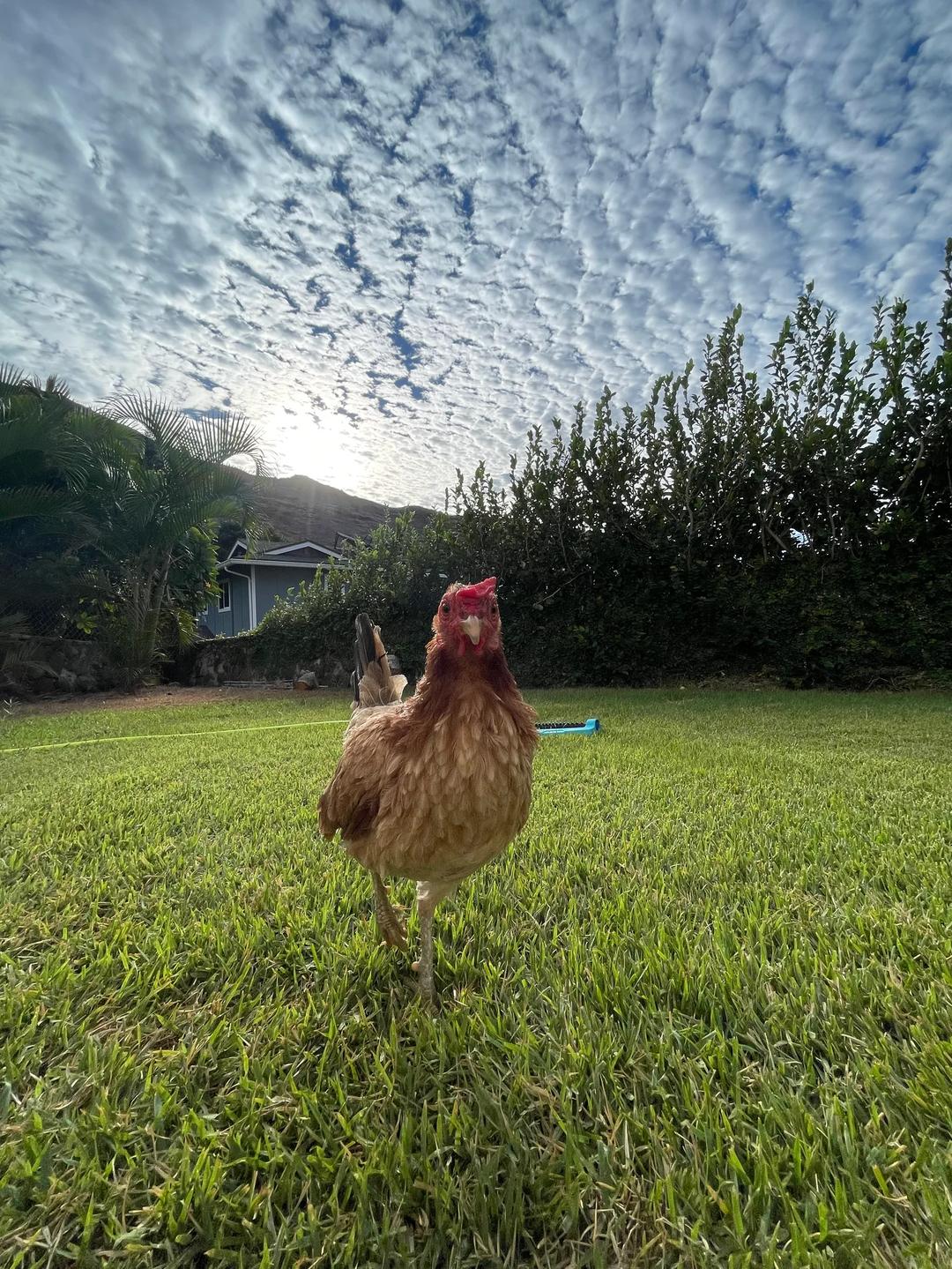Henni & Ben Bird Buddies — image 5