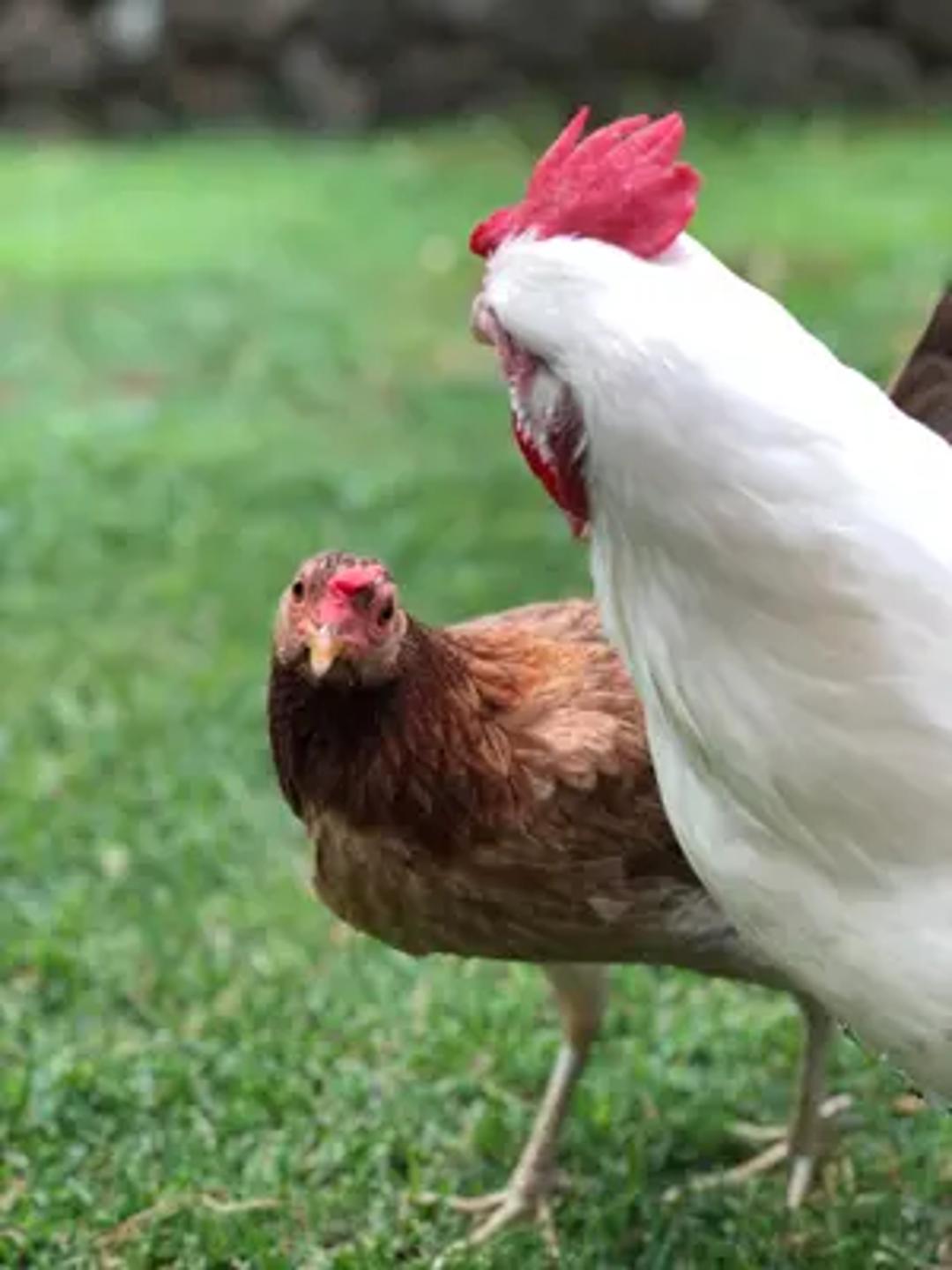 Henni & Ben Bird Buddies thumbnail 4