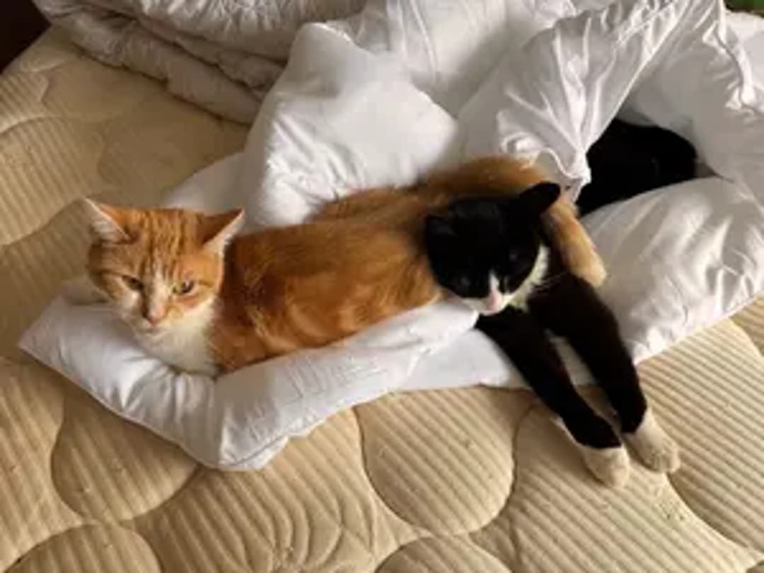 Nala and family thumbnail 11