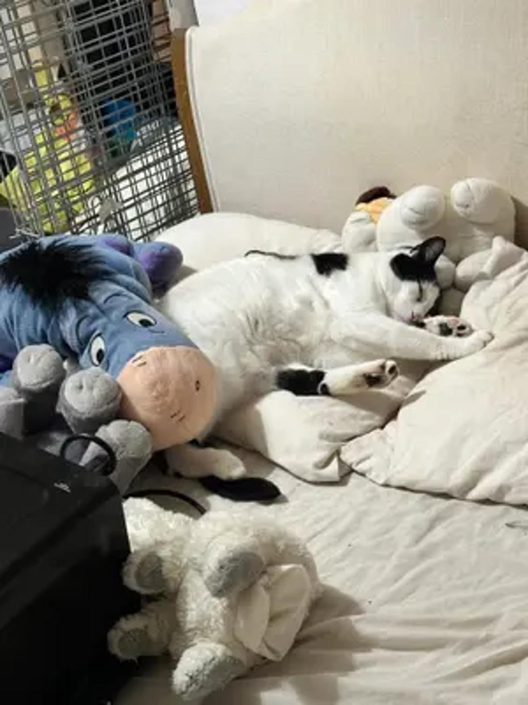 Nala and family thumbnail 6