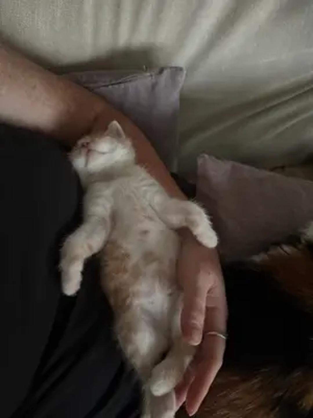 Nala and family thumbnail 10