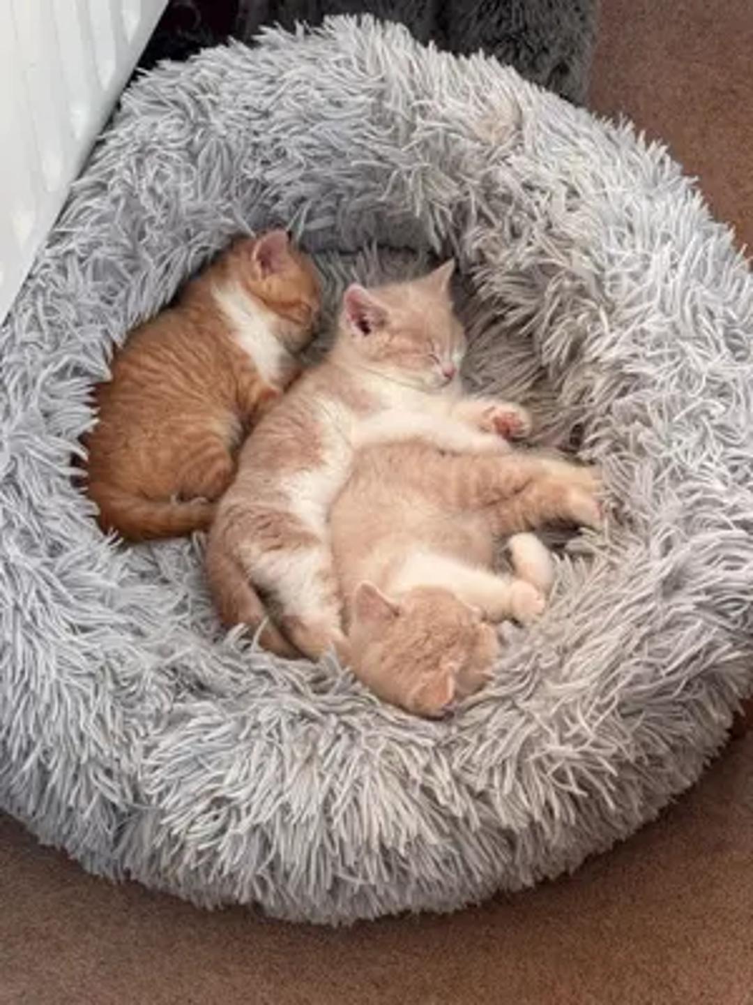 Nala and family thumbnail 14
