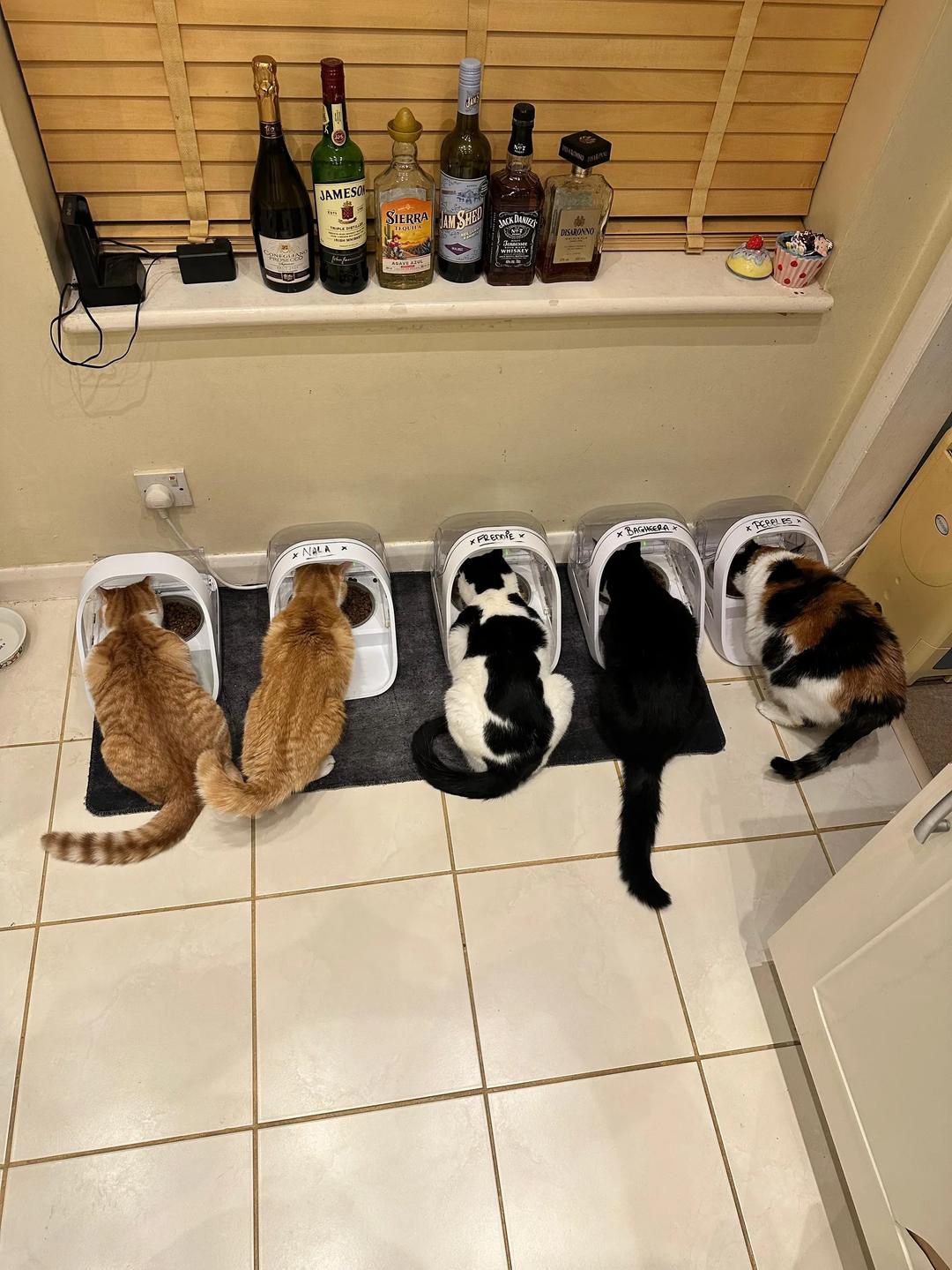 Nala and family — image 5