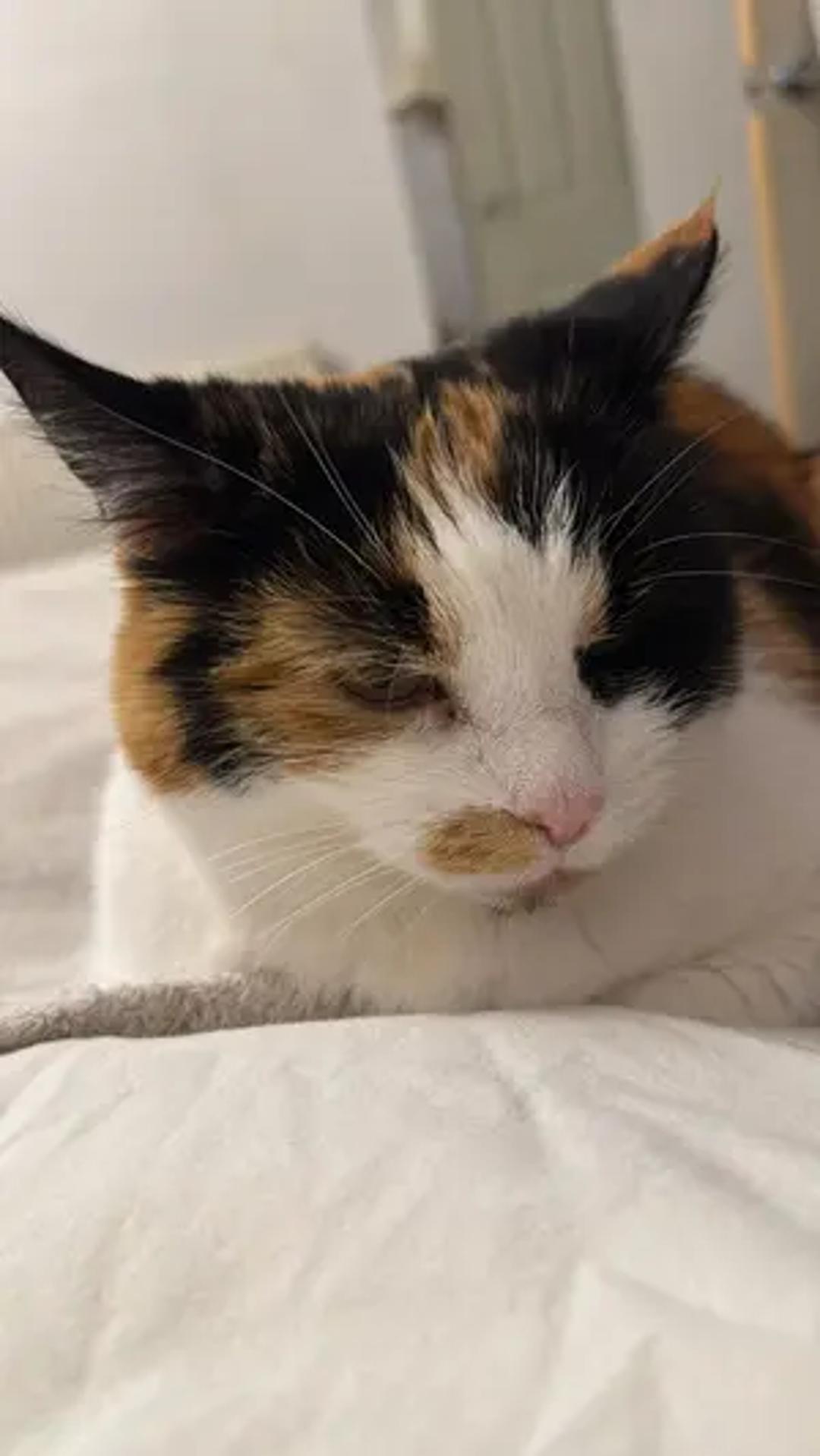 Nala and family thumbnail 13