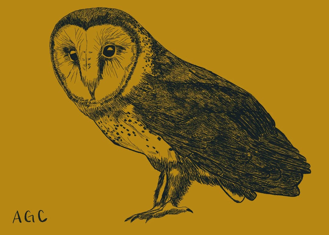 Baby Bird Mail Club — image 3