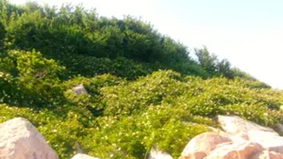 Wild Rhodes thumbnail 2