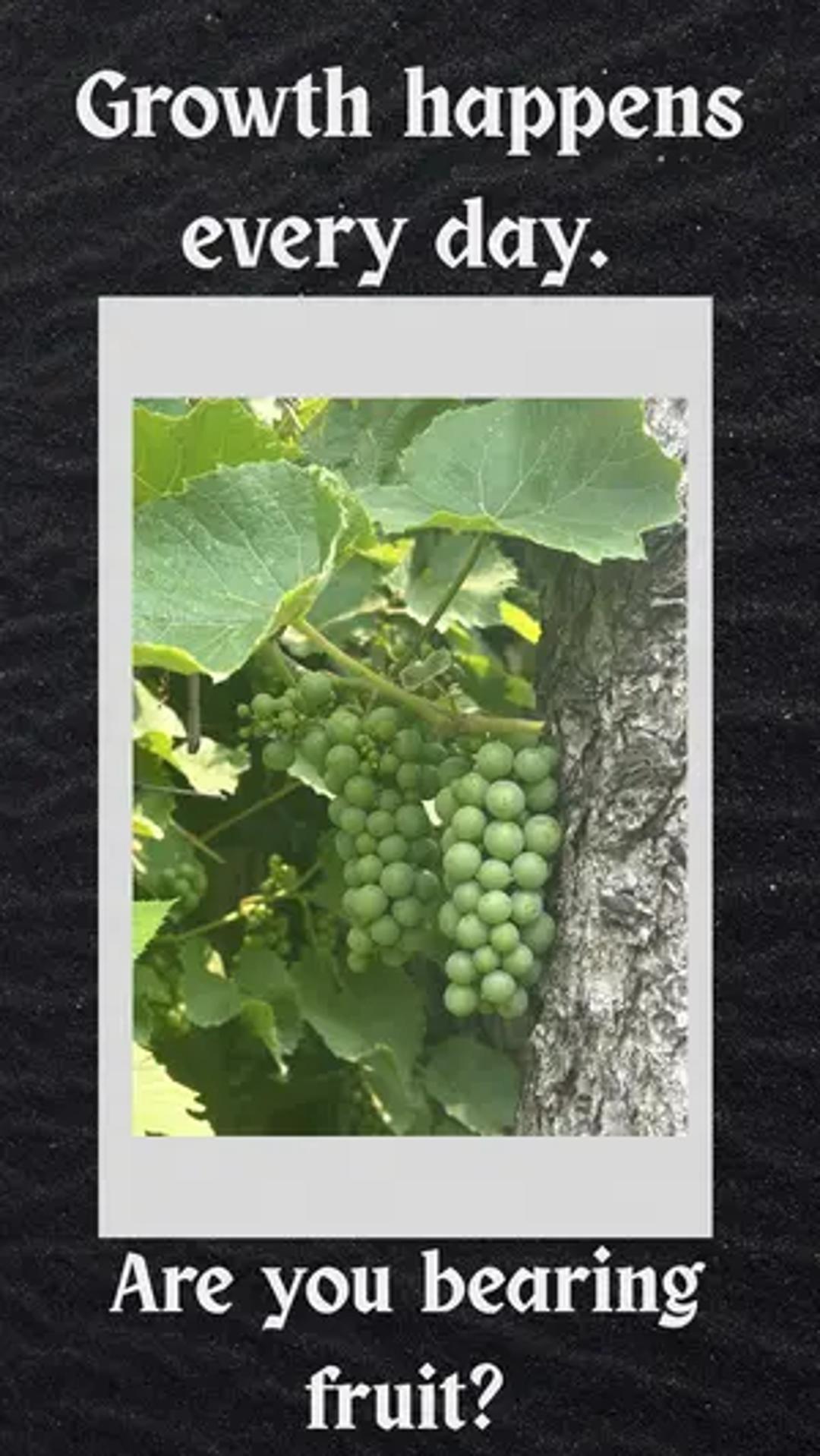 Mustard Seed Press thumbnail 3
