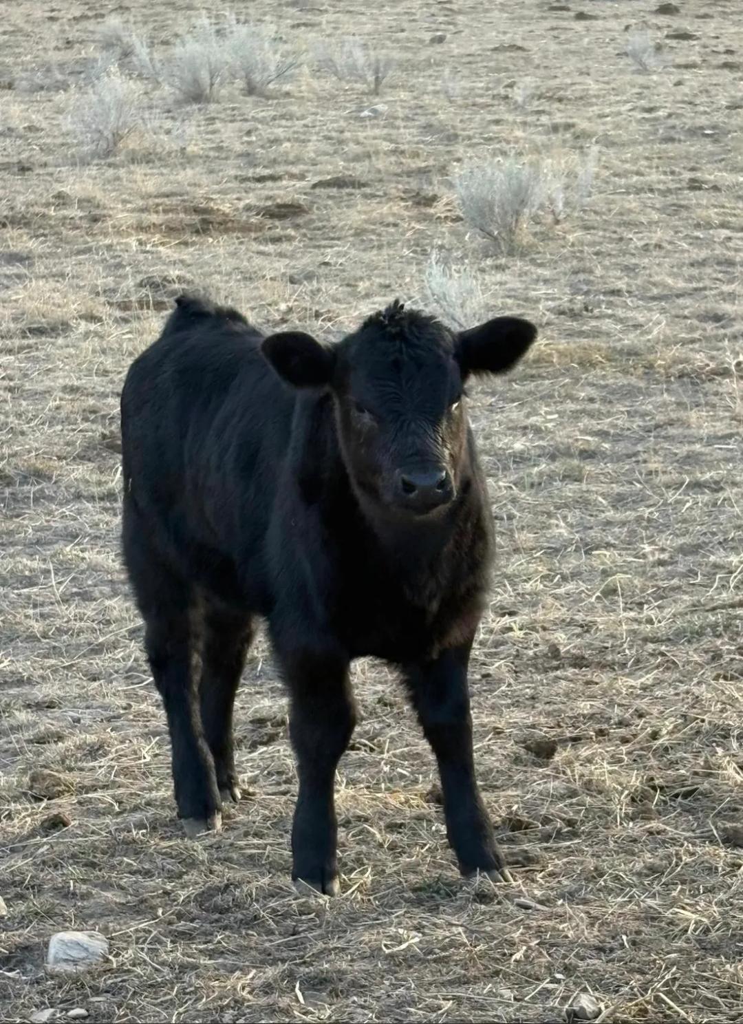 Ranch Mama — image 5