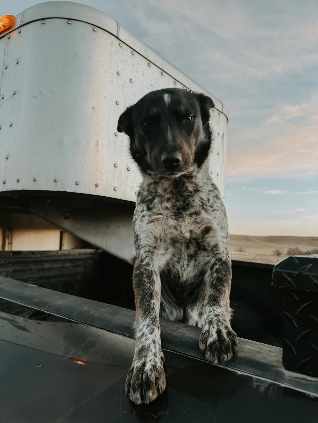 Ranch Mama — image 6