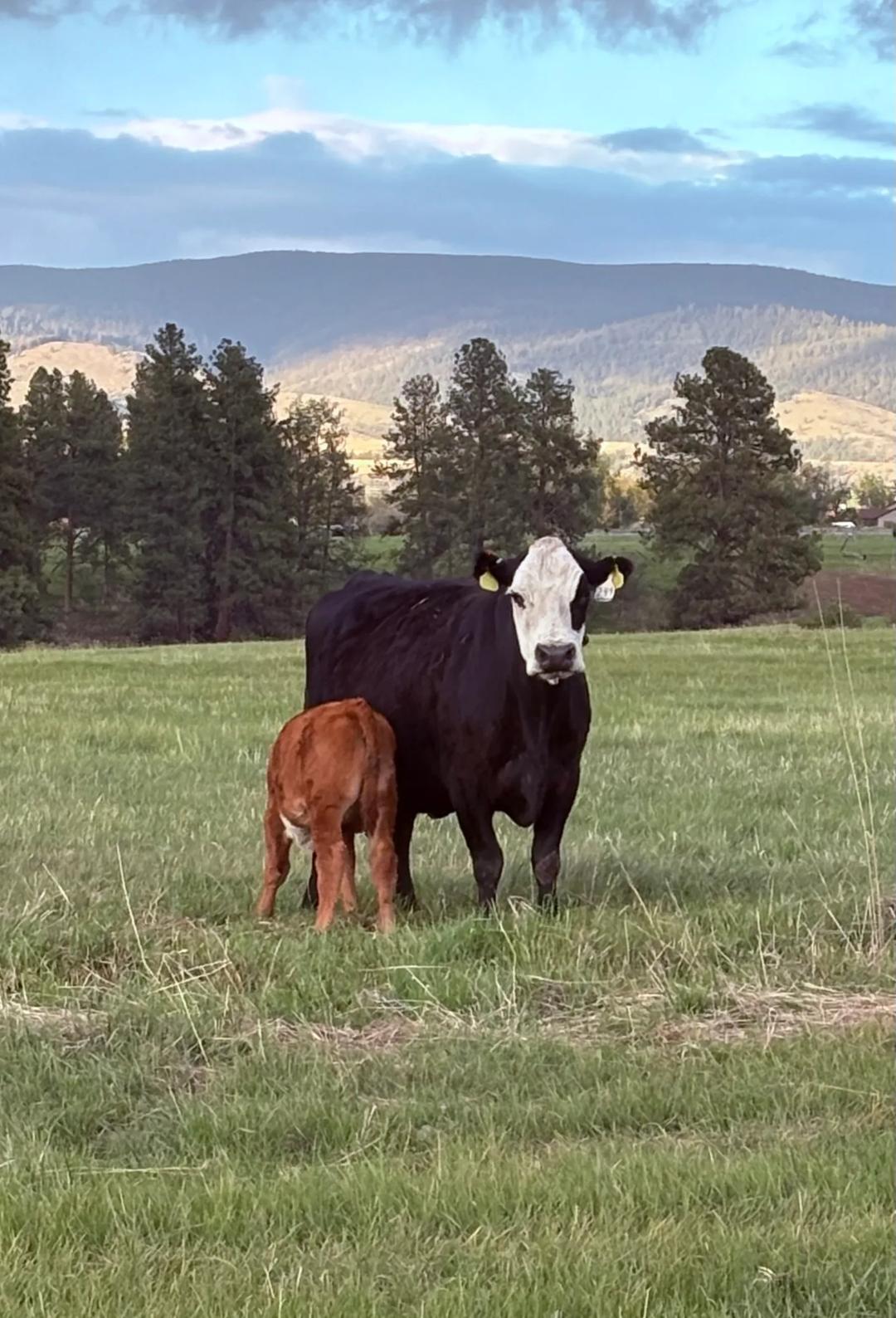 Ranch Mama — image 7