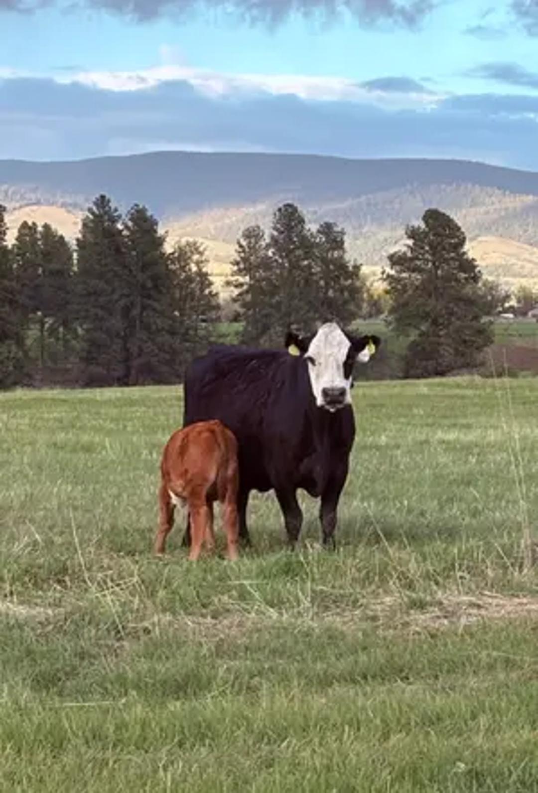 Ranch Mama thumbnail 7