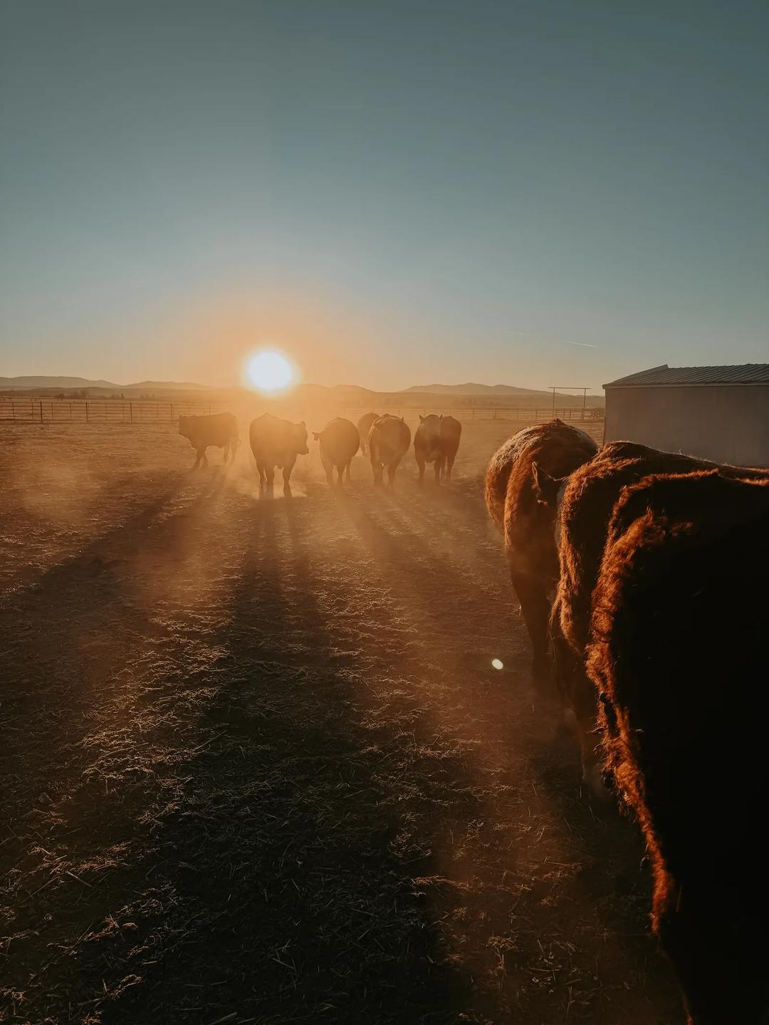 Ranch Mama — image 8