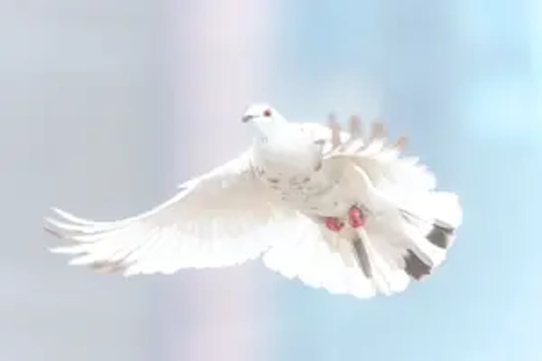 Heartfelt Home & Wellness thumbnail 4