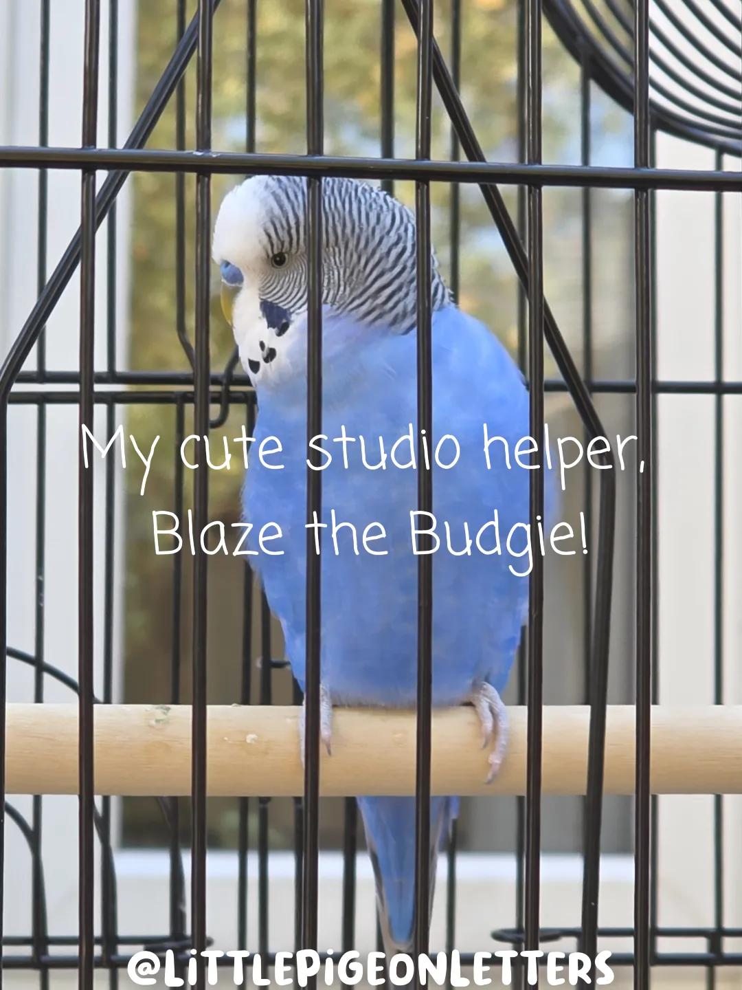 Little Pigeon Letters — image 5