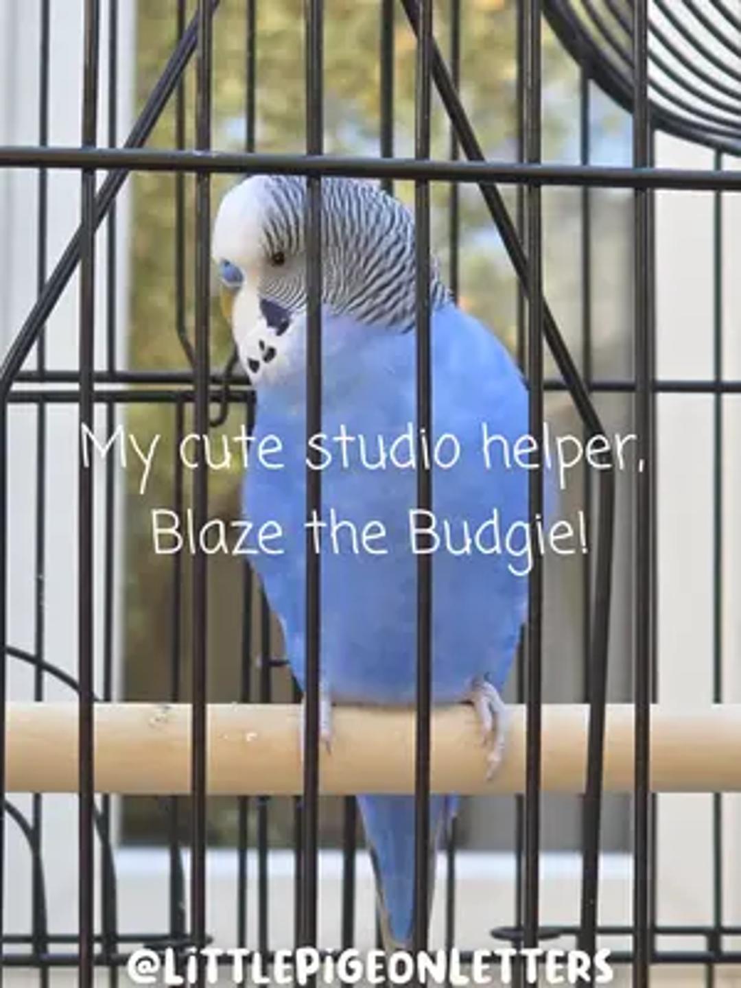 Little Pigeon Letters thumbnail 5