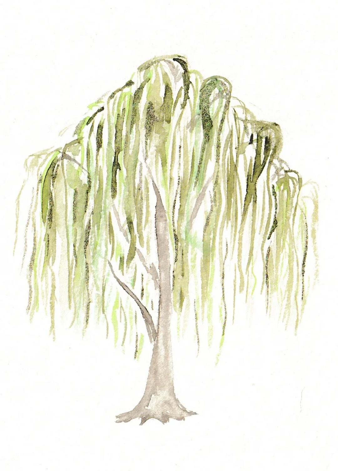 Pines To Paper — image 1