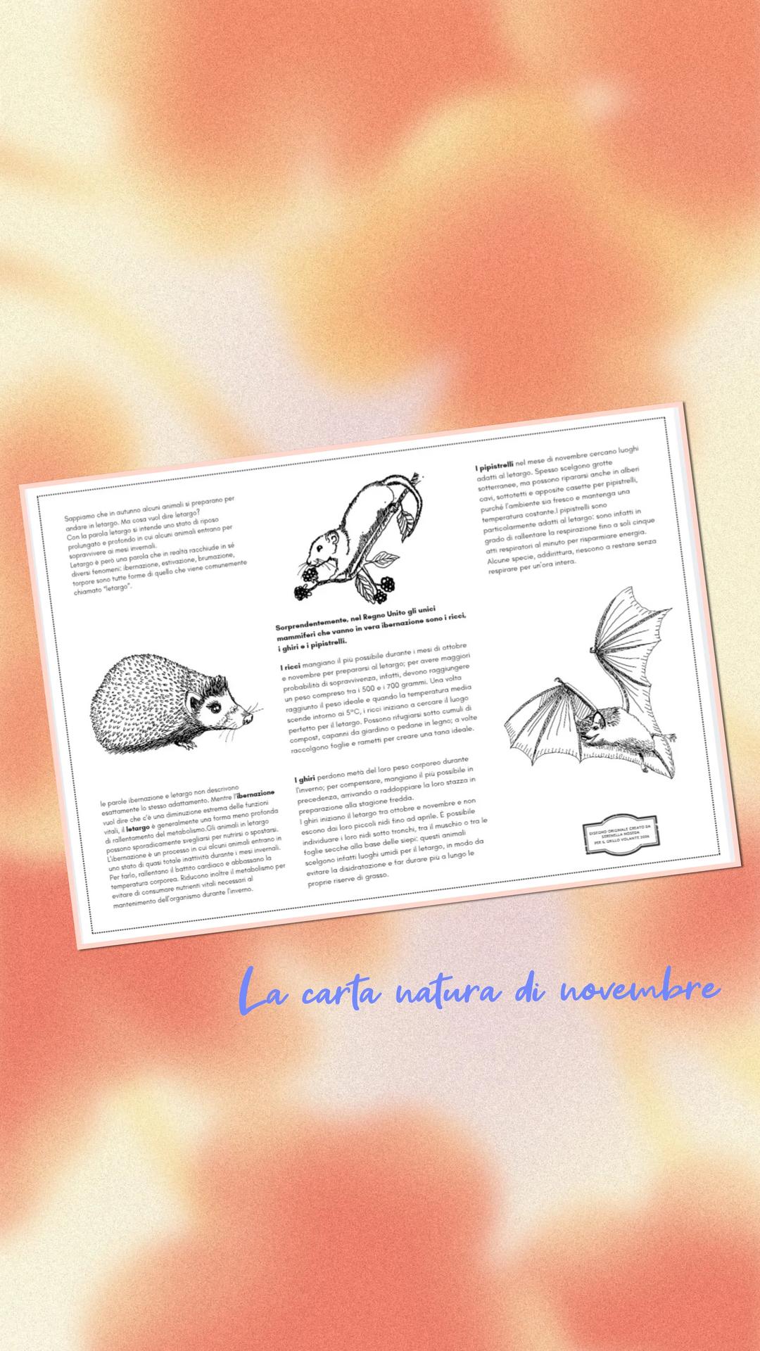 Il grillo volante — image 3