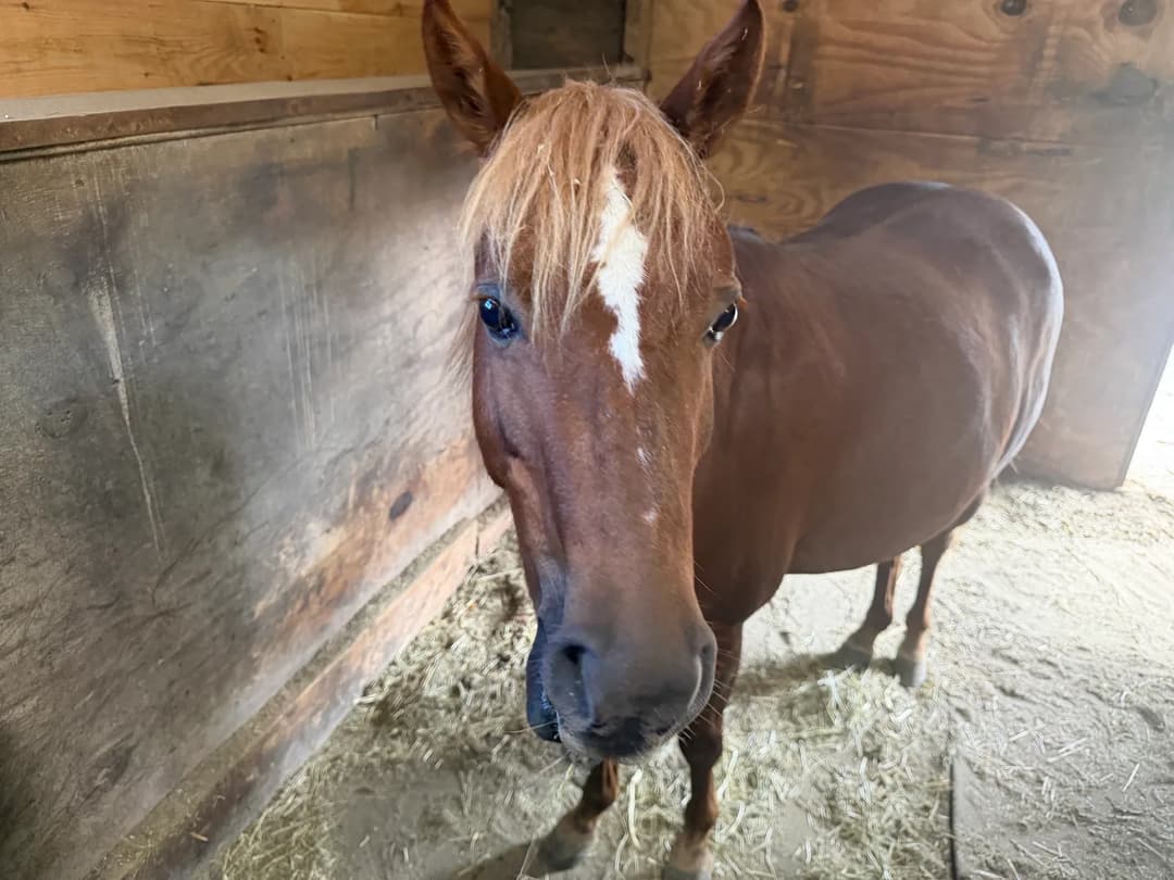 The Mane Message — image 3