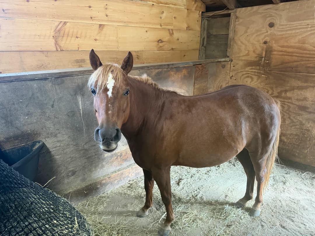 The Mane Message — image 4