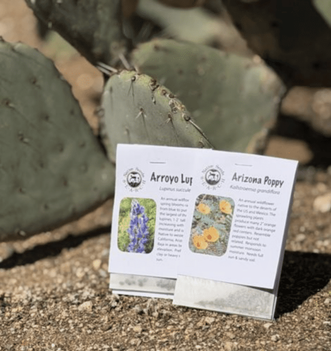 #ThisIsTucson Snail Mail Club