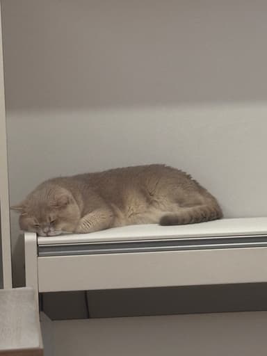 Napping cat’s poetry room