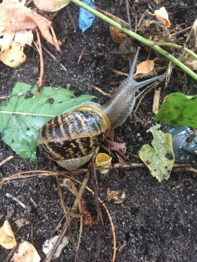 DA SnailMail