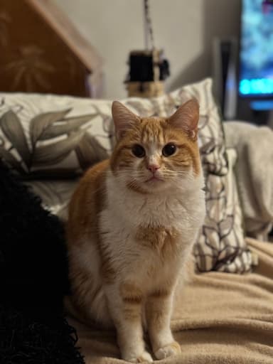 Nala and family