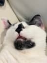 Creador de 9MeowMail by sanshocat