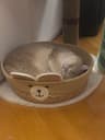 Creador de Napping cat’s poetry room 